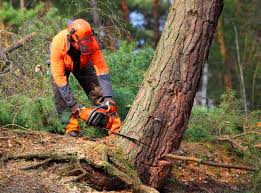 Tree Removal Services